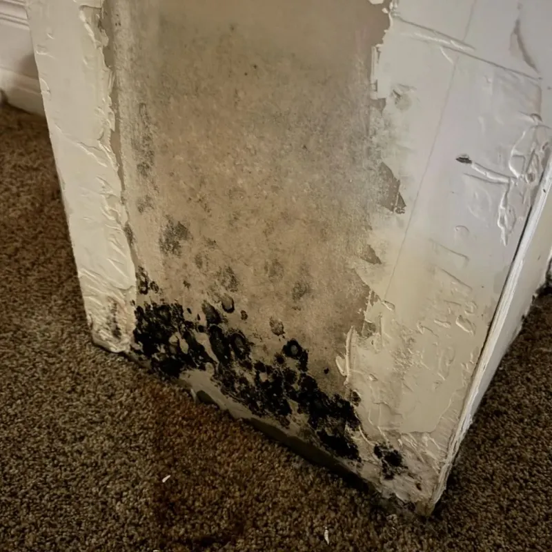 Professional Mold Removal in Isanti County, MN